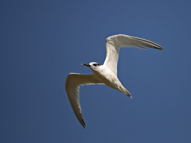 Sandwich Tern