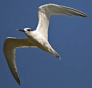 Sandwich Tern