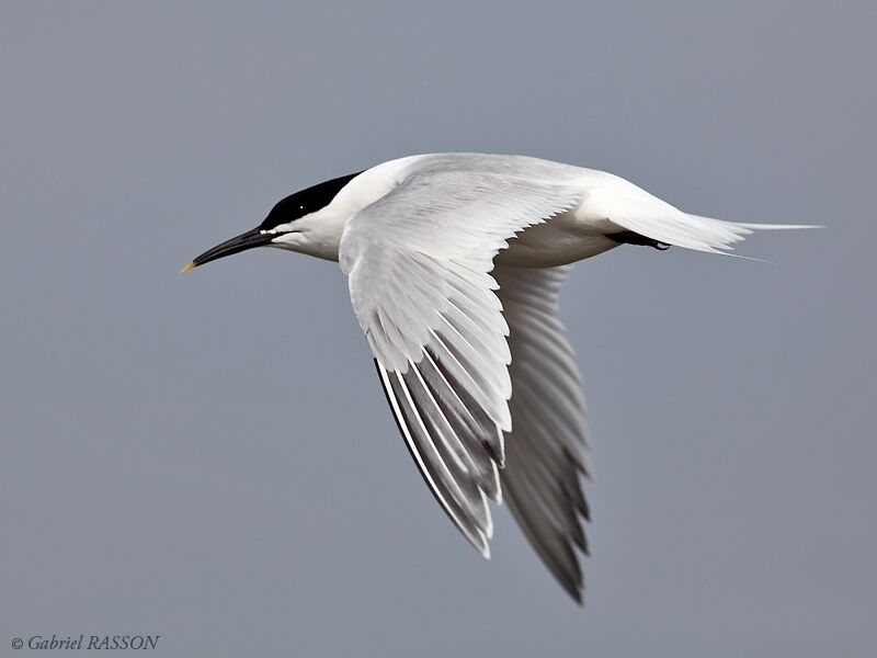 Sandwich Tern