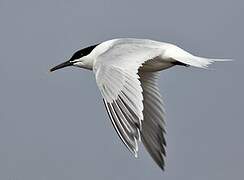 Sandwich Tern