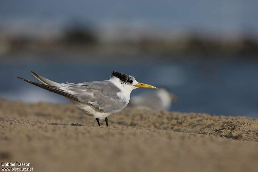 Greater Crested Tern, identification