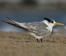 Greater Crested Tern