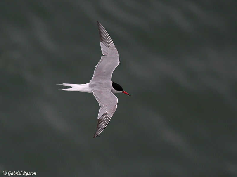 Common Tern