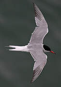 Common Tern