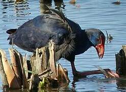 Australasian Swamphen