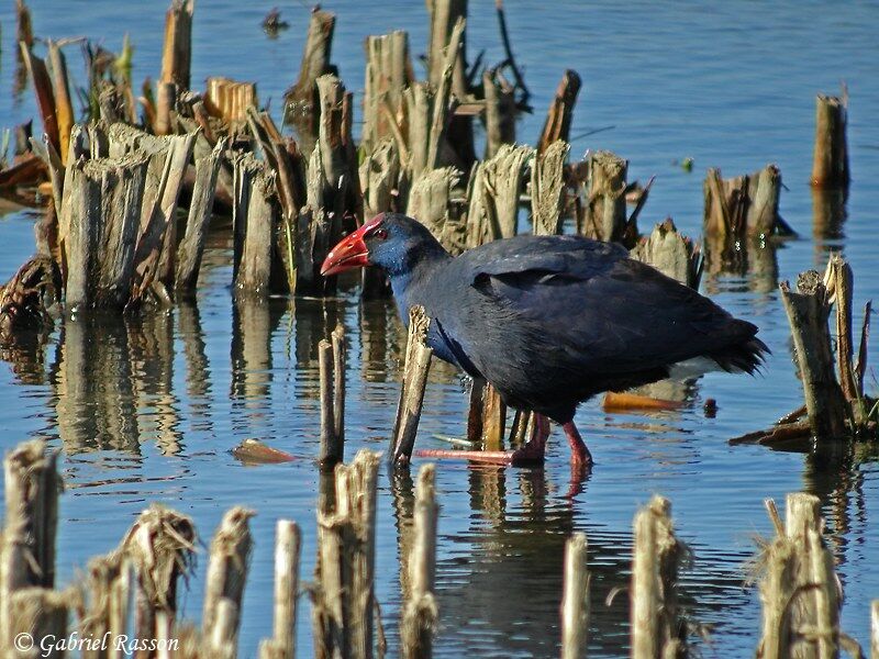 Western Swamphen