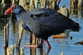 Western Swamphen