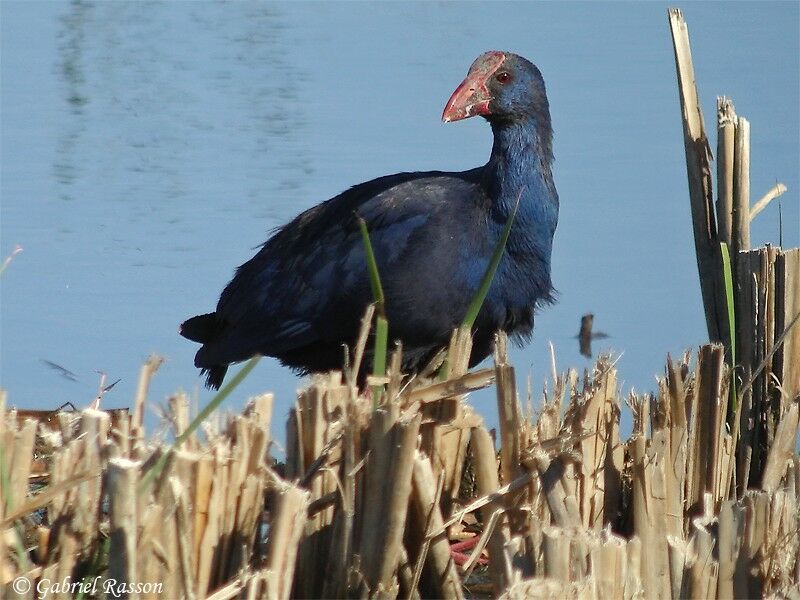 Western Swamphen