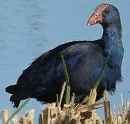 Western Swamphen