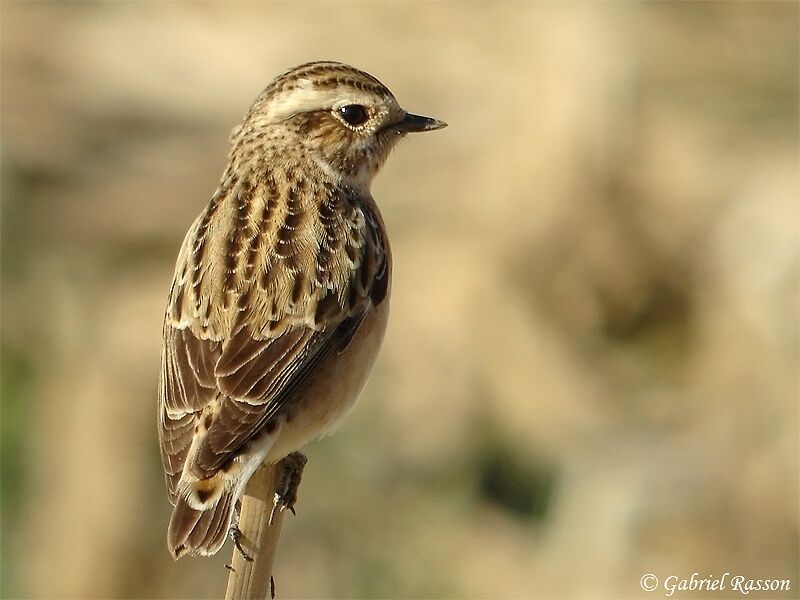 Whinchat