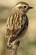 Whinchat