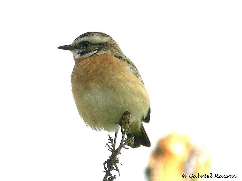 Whinchat