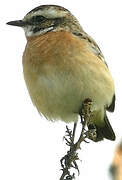 Whinchat