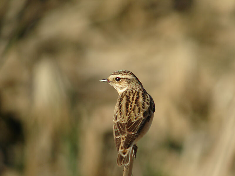 Whinchat