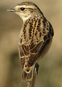 Whinchat