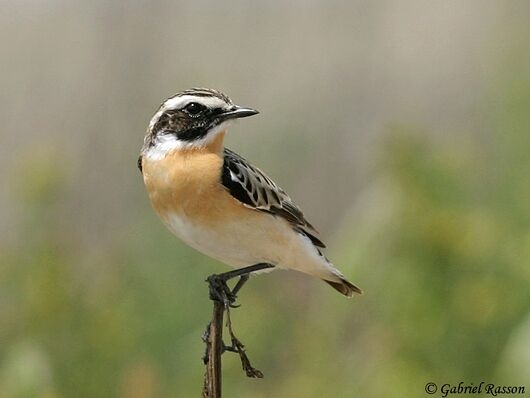 Whinchat