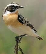 Whinchat