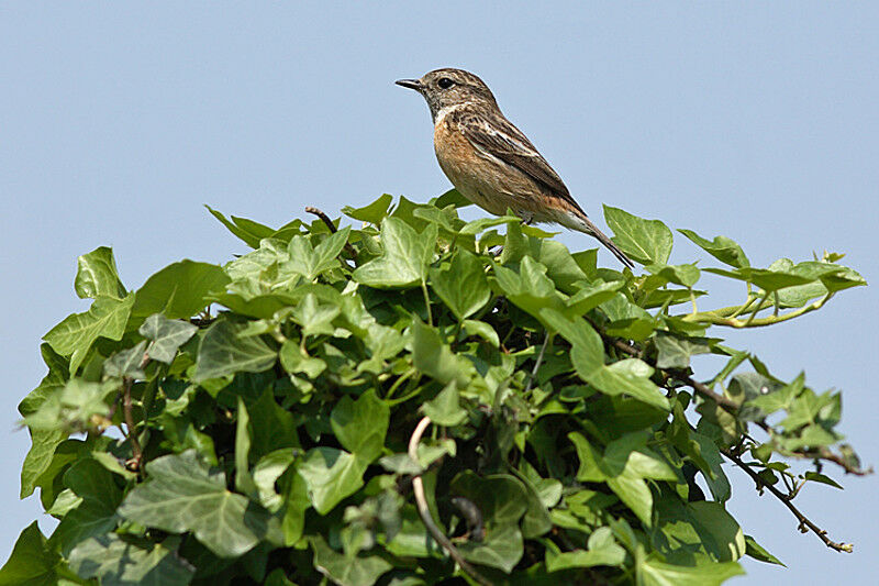 European Stonechat