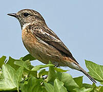 European Stonechat