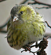 Eurasian Siskin