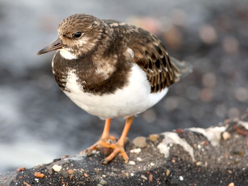 Ruddy Turnstone