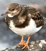 Ruddy Turnstone