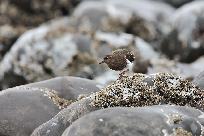 Black Turnstone