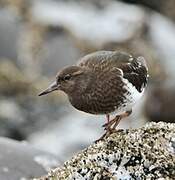 Black Turnstone