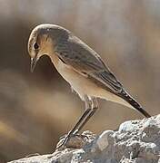 Isabelline Wheatear