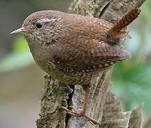 Eurasian Wren