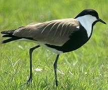 Spur-winged Lapwing