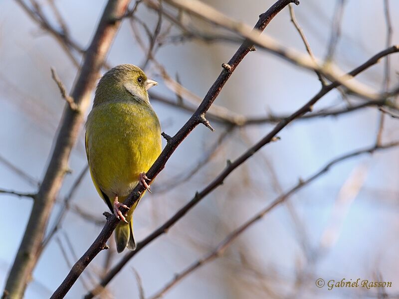 European Greenfinch