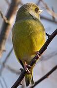 European Greenfinch