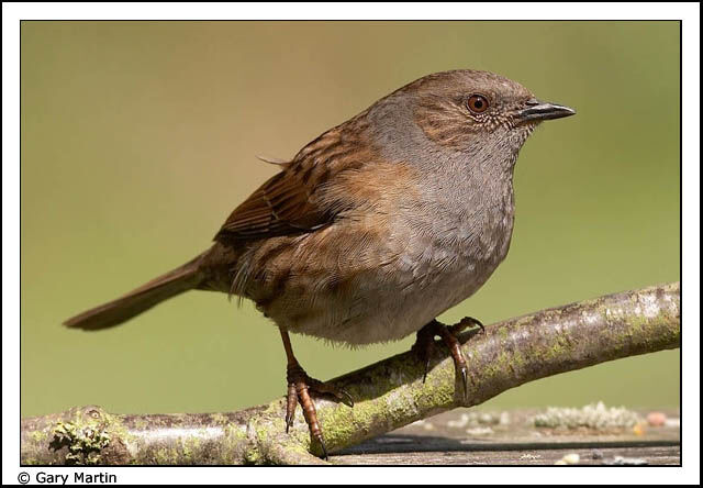 Dunnock