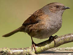 Dunnock