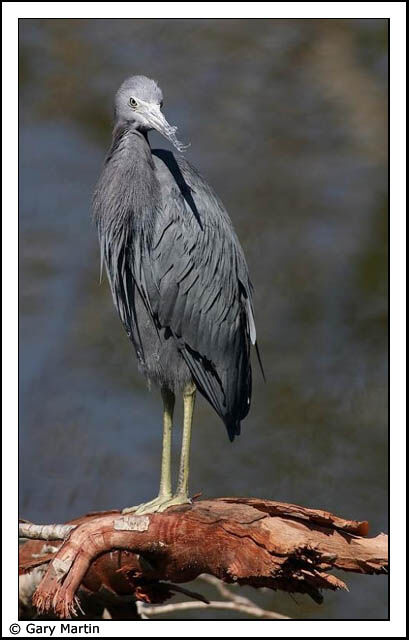 Little Blue Heron