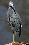 Aigrette bleue