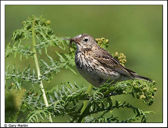 Eurasian Skylark