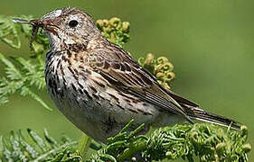 Eurasian Skylark