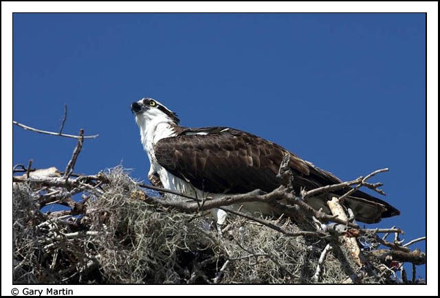 Western Osprey