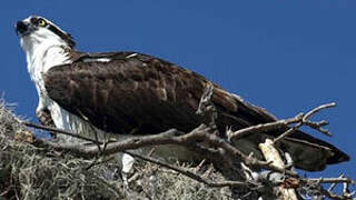 Western Osprey