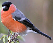 Eurasian Bullfinch