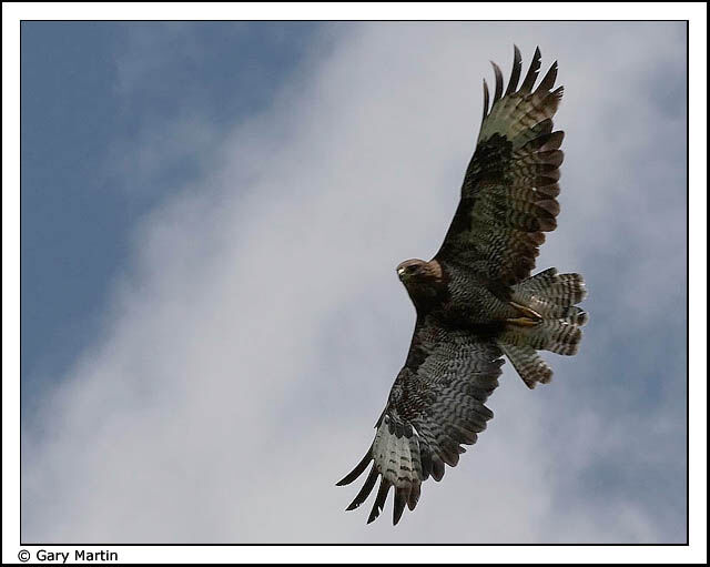 Common Buzzard