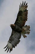 Common Buzzard