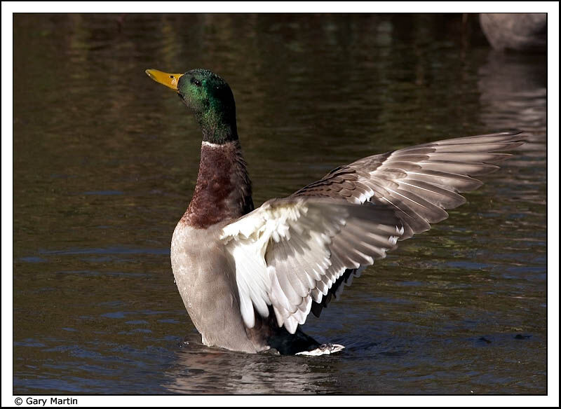 Canard colvert