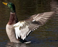 Canard colvert