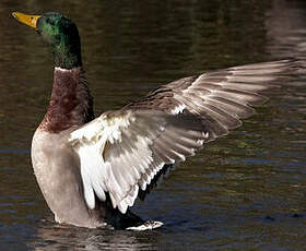 Canard colvert