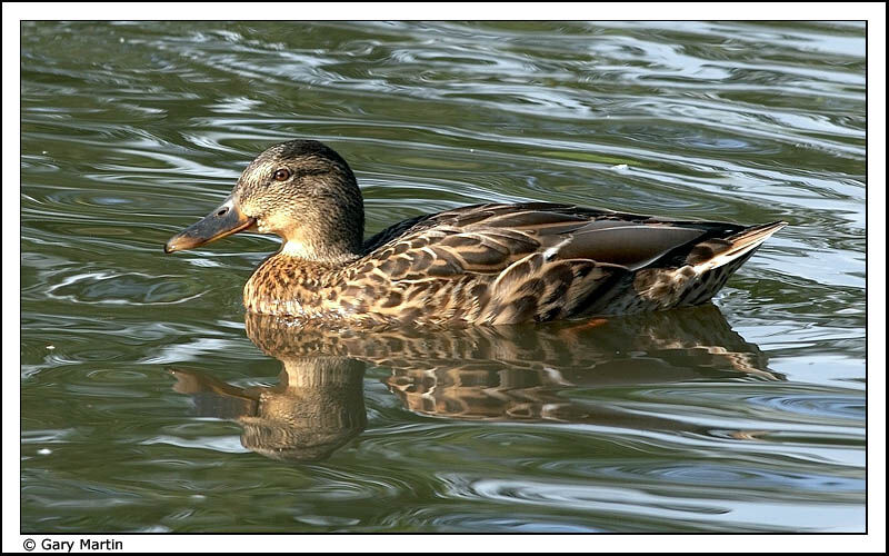 Canard colvert