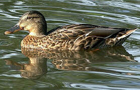 Canard colvert