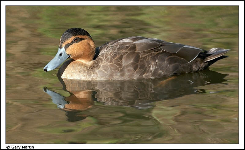 Philippine Duck